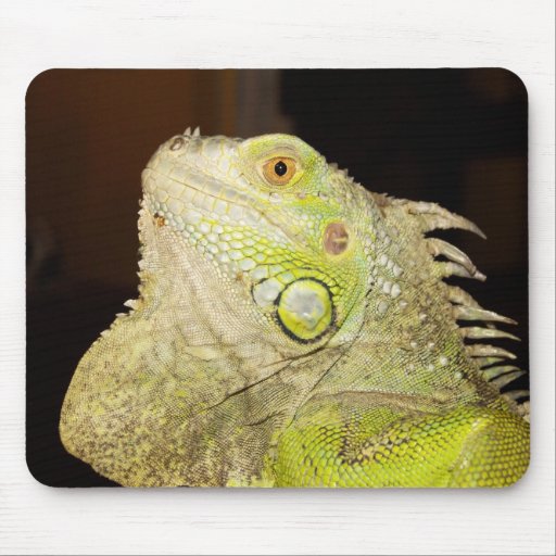 Grüner Leguan (Leguan-Leguan) Mousepads