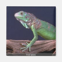 Grüner Leguan Magnets