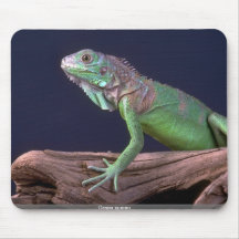 Grüner Leguan Mousepad