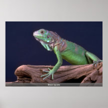 Grüner Leguan Posterdrucke