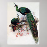 Grüner Pfau, Pavo muticus, Monographie 1872 von Ph Posterdrucke