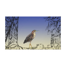 Grüner Reiher/Martinete dehnten Leinwand-Druck aus Gespannte Galerie Drucke