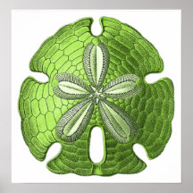 Grüner Sand-Dollar-Plakat-Druck