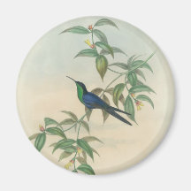 Grüner und blauer Gould Kolibri Magnete