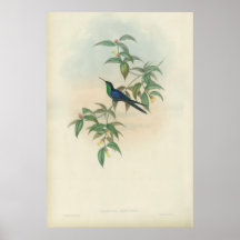 Grüner und blauer Gould Kolibri Plakate