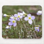 Gruppe von kleinem Bluets Mousepad