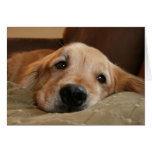 Gruß-Karte golden retriever-Fräulein-You
