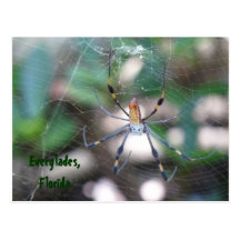 Grüße aus Florida Grußkarte Postkarte