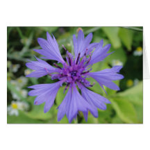 Grusskarte blaue Kornblume, blanko, gestaltbar