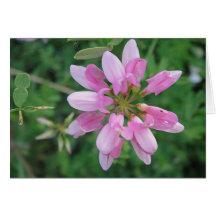 Grusskarte Blütenstern in Pink, blanko, gestaltbar