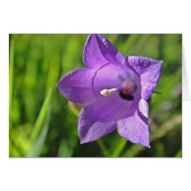 Grusskarte Glockenblumenkelch: have a nice day