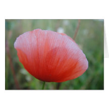 Grusskarte grosse Mohnblüte, blanko, gestaltbar