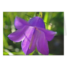 Grusskarte lila Glockenblume: have a wonderful day