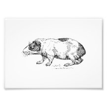 Guinea_pig_.png Kunst Fotos