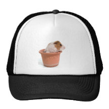 guinea pigs in an flowerpot retrokappen