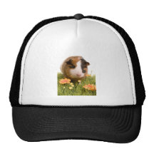 guinea pigs man hat lawn kult kappen