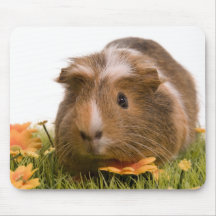 guinea pigs man hat lawn mauspads