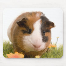 guinea pigs man hat lawn mousepad