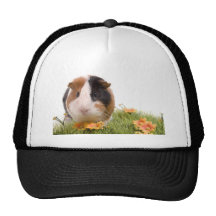 guinea pigs man hat lawn netzmützen