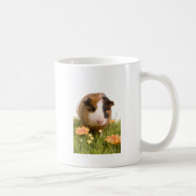 guinea pigs man hat lawn tassen