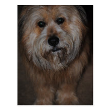 Haarige Hundepostkarte