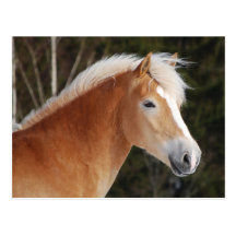 Haflinger 2 postkarte