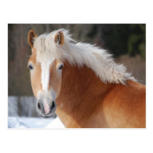 Haflinger 3 postkarte