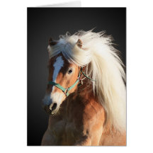 Haflinger Pferd mit der schönen Mähne Grußkarten
