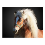 Haflinger Pferd mit der schönen Mähne Postkarten