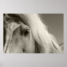 Haflinger Porträt - Horse - cheval Posterdrucke