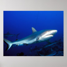 Haifisch-Druck Posterdrucke