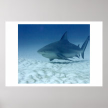 Haifisch Plakat
