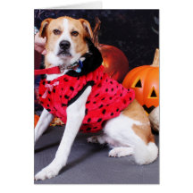 Halloween - Beagle Labrador X - Jakob Grußkarten