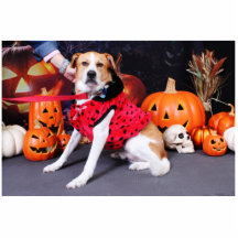 Halloween - Beagle Labrador X - Jakob Photostatue