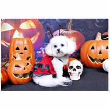 Halloween - Bichon Frise - Mia Foto Figur