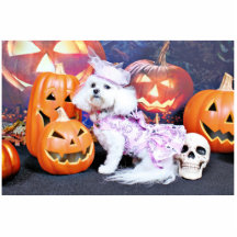 Halloween - Bichon Frise - Mia Fotoskulptur