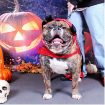 Halloween - englische Bulldogge - Spitze Photoausschnitte
