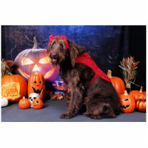 Halloween - LabraDoodle - maximal Photofigur