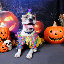 Halloween - Pitbull - Tyson Photo Statuen