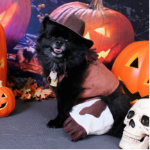 Halloween - Spitz - Cody Foto Ausschnitt