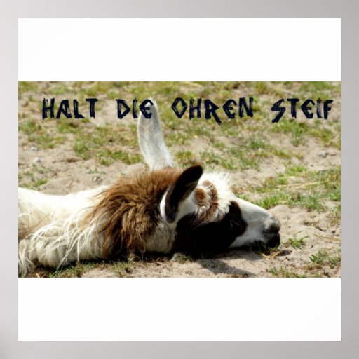 Halt die Ohren steif Poster Zazzle