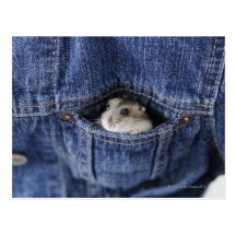 Hamster in der Tasche Postkarten