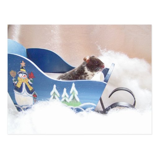 Hamsternoah sledding postkarten