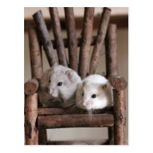 Hamsters Postcard 葉書き