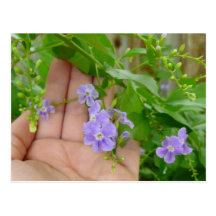 Hand, lila Blumen, Blätter Postkarten