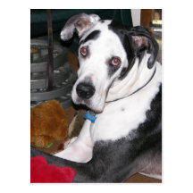 Harlekin-Deutsche Dogge Postkarte