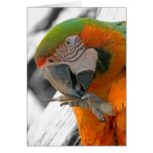 Harlekinmacaw-Fuß-Anmerkungs-Karte