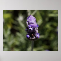 Harmonie Plakatdruck