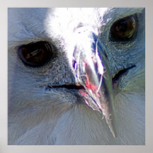 Harpy Eagle Posterdrucke