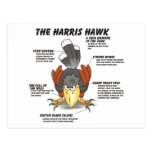 Harris-Falke-Cartoon Postkarten